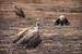 Next Image: Ruppell's Griffon Vulture
