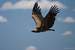 Next Image: Flying vulture