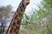Next Image: Masai Giraffe