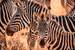 Next Image: Zebras