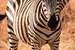 Next Image: Young Zebra Colt