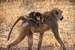 Next Image: Baby baboon riding piggyback with mom