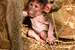 Next Image: Tiny baby baboon