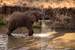 Next Image: Elephant drinking water