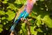 Previous Image: Lilac-breasted Roller