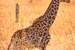 Next Image: Baby Masai Giraffe