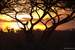 Next Image: Sunset amongst Boabab and Acacia trees