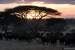 Next Image: Herd of buffalo at sunset by an acacia tree