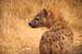 Previous Image: Spotted Hyena