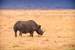 Next Image: Black Rhino
