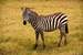 Next Image: Common Zebra