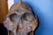 Previous Image: Reconstructed skull discovered in Oldupai Gorge