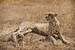 Next Image: Female cheetah laying on a termite hill
