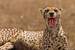 Next Image: Cheetah