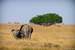 Previous Image: Elephant Family