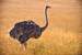 Previous Image: Female ostrich