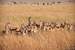 Next Image: Thomsons Gazelle huddled together, sensing danger