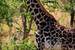 Previous Image: Masai Giraffe