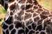 Next Image: Giraffe spots