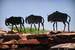 Next Image: Wildebeest sculpture at Serengeti Visitors Center