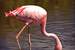 Next Image: Lesser Flamingo
