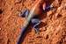 Next Image: Male Agama Lizard