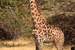 Next Image: Masai Giraffe