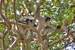 Previous Image: Red Colobus Monkeys