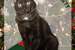 Previous Image: Persy the Christmas Cat
