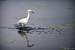 Next Image: Snowy Egret