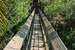 Previous Image: There is a short canopy walkway that gets you to tree height