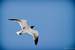 Next Image: Sea gull