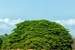 Previous Image: Large Guanacaste tree