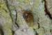 Next Image: The young cicada starts climbing up a tree