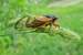 Next Image: Cicada