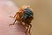 Previous Image: Cicada