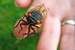Next Image: Cicada on a finger