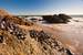 Next Image: Mussels clinging to rocks at Zuma Beach