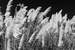Next Image: Pampas Grass Black and White