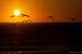 Next Image: Seagulls in the sunset at Leo Carrillo State Beach