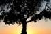 Next Image: Tree at sunset, Leo Carrillo State Beach
