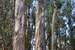 Next Image: Colorful bark of the Eucalyptus tree