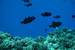 Next Image: Some dark Triggerfish above the hard corals