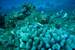 Previous Image: Arc eye hawkfish sitting on coral