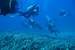 Next Image: Group of scuba divers