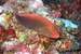 Next Image: Arc eye hawkfish sitting on coral