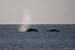 Next Image: Pair of Humpback whales