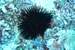 Next Image: Sea urchin