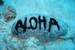 Previous Image: Aloha - scuba diving Maui