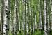 Next Image: Aspen forest in the La Sal mountains